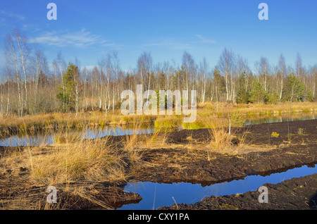 Abbandonata la torba area di taglio allagata, ricoperta con erba di Moro e giunchi, Stammbeckenmoor vicino Raubling, altipiani alpini Foto Stock