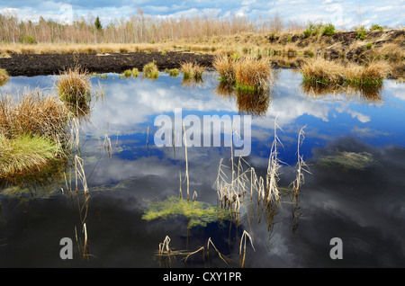 Il Cloud riflessioni a blackwater torbiera in un invaso la torba area di taglio, Stammbeckenmoor vicino Raubling, altipiani alpini Foto Stock