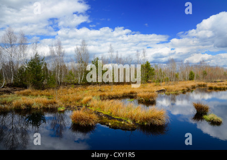 Interramento torbiera con boschetto di betulle e giunchi, Stammbeckenmoor vicino Raubling, altipiani alpini, Bavaria Foto Stock