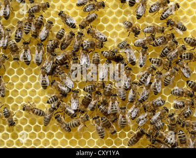 Di recente sviluppato favo col lavoratore api (Apis mellifera Carnica var.) Foto Stock