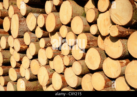 Taglio fresco di abete, registri di legno sovrapposti in attesa di distacco nei pressi di Raubling, Bavaria Foto Stock