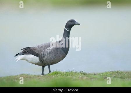 Brant o Brent Goose (Branta bernicla), Isola di Texel, Paesi Bassi, Europa Foto Stock