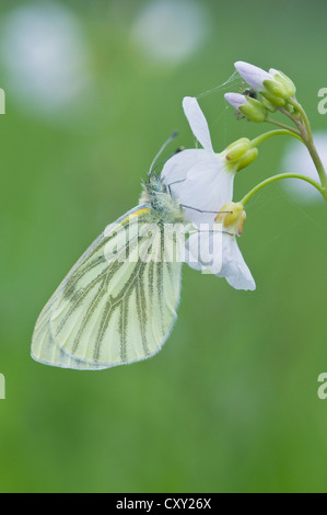 Il cavolo bianco o bianco piccola butterfly (Sarcococca rapae) su un cucù fiore o Lady's Smock (cardamine pratensis), Haren, Emsland Foto Stock