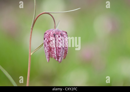 Snake in testa o a scacchi in Daffodil (Fritillaria meleagris), Haren, Emsland, Bassa Sassonia Foto Stock