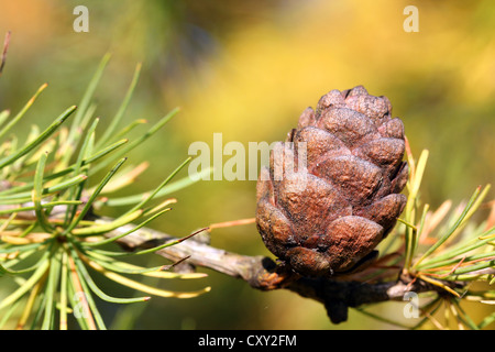 Cono di larice siberiano o russo Larice (Larix sibirica) in autunno Foto Stock