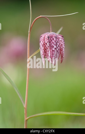 Snake in testa o a scacchi in Daffodil (Fritillaria meleagris), Haren, Emsland, Bassa Sassonia Foto Stock