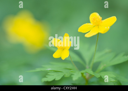 Legno giallo (Anemone ranunculoides Anemone), Haren, Emsland, Bassa Sassonia Foto Stock