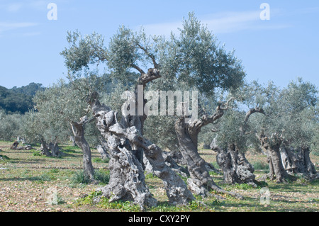 Vecchi alberi di ulivo (Olea europaea), Tramuntana, Maiorca, Spagna, Europa Foto Stock