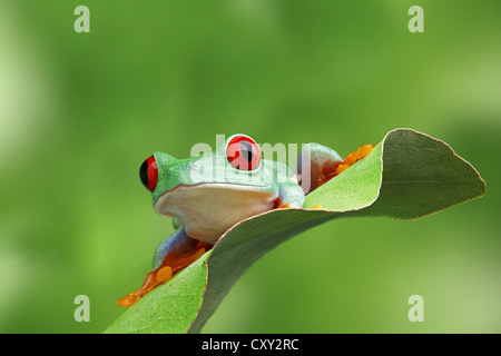 Red-eyed Raganella (Agalychnis callidryas) seduto su una foglia Foto Stock
