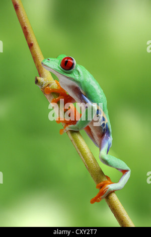 Red-eyed Raganella (Agalychnis callidryas) salendo un ramo Foto Stock