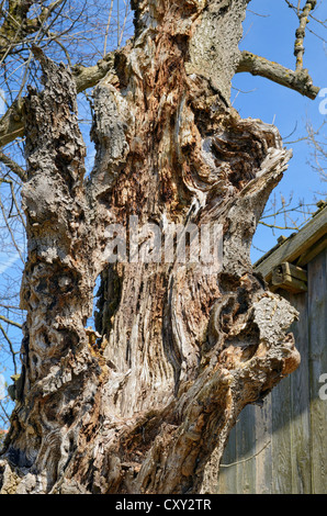 Morto il frassino (Fraxinus excelsior), tronco, Miesbach, Alta Baviera, Baviera Foto Stock