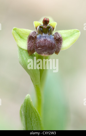 Bumblebee Orchidea (Ophrys bombyliflora), porto d'Andratx, Maiorca, Spagna, Europa Foto Stock