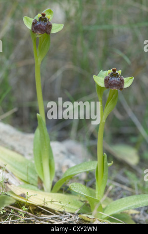 Bumblebee Orchidea (Ophrys bombyliflora), porto d'Andratx, Maiorca, Spagna, Europa Foto Stock