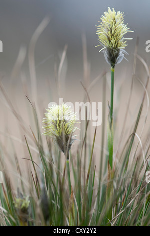 Hare's-tail Cottongrass, Tussock Cottongrass inguainati Cottonsedge (Eriophorum vaginatum), fioritura, Haren, regione di Emsland Foto Stock