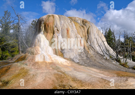 Molla di Orange Mound, terrazzi superiori, Mammoth Hot Springs, il Parco Nazionale di Yellowstone, Wyoming USA Foto Stock