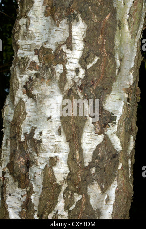 Argento Betulla Betula pendula Betulaceae Foto Stock