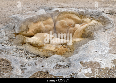 Molla di Shell, Biscuit Basin, il Parco Nazionale di Yellowstone, Wyoming USA Foto Stock