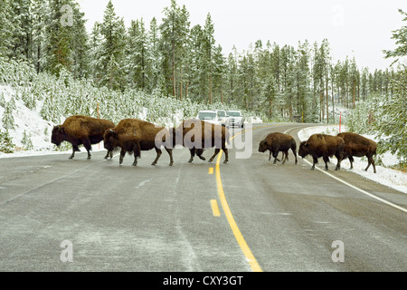 Bisonti americani (Bison bison) attraversando la strada che conduce al vecchio fedele, il Parco Nazionale di Yellowstone, Wyoming USA Foto Stock