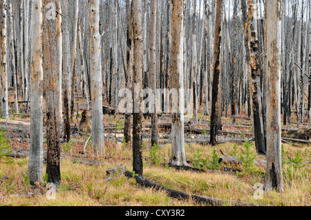 Alberi di pino (pinus sp.) danneggiata da un incendio di foresta, Sylvan Pass, il Parco Nazionale di Yellowstone, Wyoming USA Foto Stock