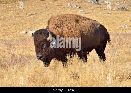 I bisonti americani (Bison bison), Hot Springs Park, Thermopolis, Wyoming USA Foto Stock