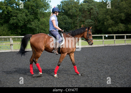 Donna ciclista esercita un cavallo in un paddock Foto Stock