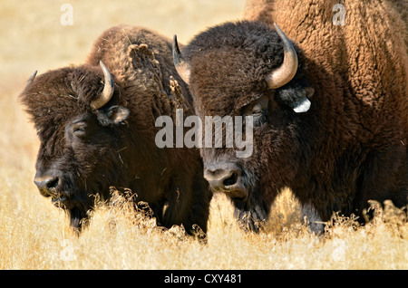 Bisonti americani (Bison bison), Hot Springs Park, Thermopolis, Wyoming USA Foto Stock