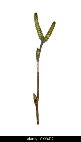 Argento Betulla Betula pendula Betulaceae Foto Stock