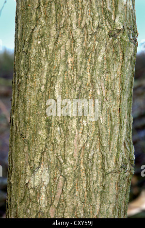 Wych Elm Ulmus glabra Ulmaceae Foto Stock