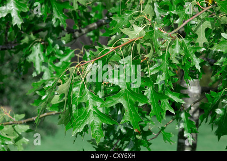 Pin Oak Quercus palustris (Fagaceae) Foto Stock