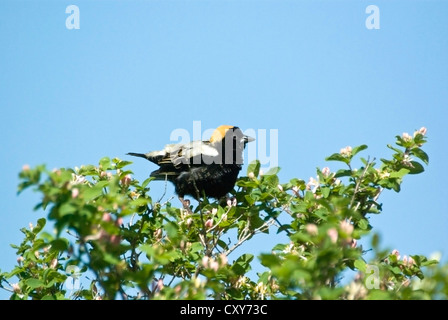 Bobolink, Dolichonyx oryzivorus, maschio in allevamento piumaggio Foto Stock