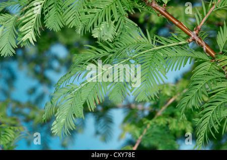 Dawn Redwood Metasequoia glyptostroboides (Taxodiaceae) Foto Stock