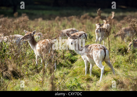 Allevamento di daini in erba lunga Foto Stock