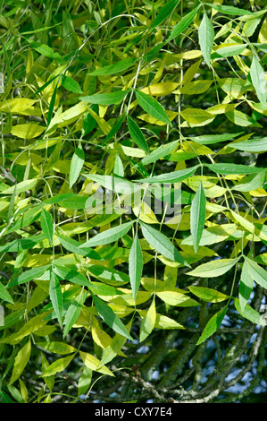 A stretta lasciato Ash Fraxinus angustifolia (Oleaceae | Piante ornamentali) Foto Stock