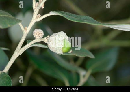 Evergreen (Holm) Quercia Quercus ilex (Fagaceae) Foto Stock