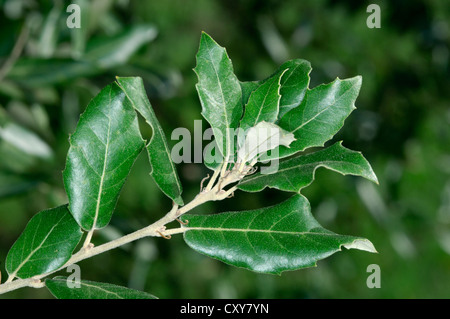 Evergreen (Holm) Quercia Quercus ilex (Fagaceae) Foto Stock