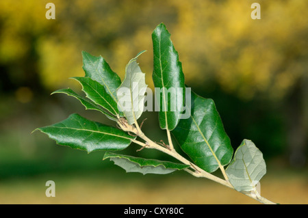 Evergreen (Holm) Quercia Quercus ilex (Fagaceae) Foto Stock