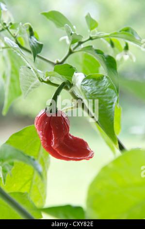 Un ardente Dorset Naga Peperoncino (tra i più caldi peperoncino varietà noto) che cresce sull'impianto, red hot, maturo e pronto per il prelievo. Foto Stock