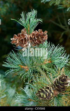 Giapponese di pino bianco Pinus parviflora Foto Stock