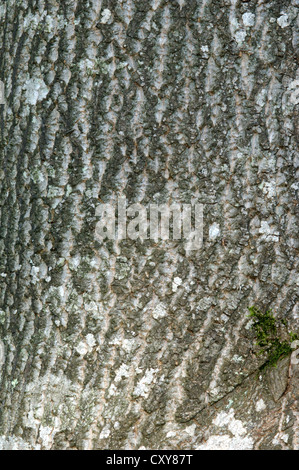 Albero dei tulipani liriodendron tulipifera (della Magnoliacee) Foto Stock