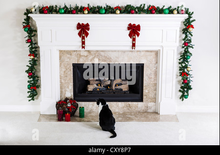 Famiglia cat guardando le candele di Natale vicino a gas naturale camino con ornamenti di vacanza Foto Stock