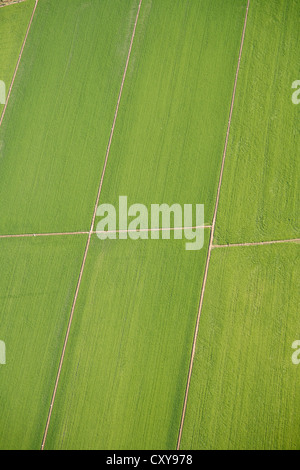 Vista aerea di campi di riso nel Delta del fiume Ebro, parco naturale, Tarragona Catalogna Foto Stock