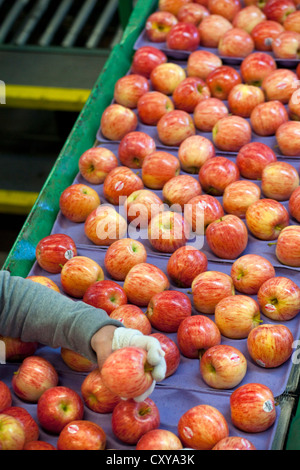 Apple cernita e trasformazione in San Joaquin Valley della California. Foto Stock