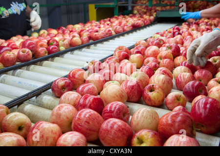 Apple cernita e trasformazione in San Joaquin Valley della California. Foto Stock