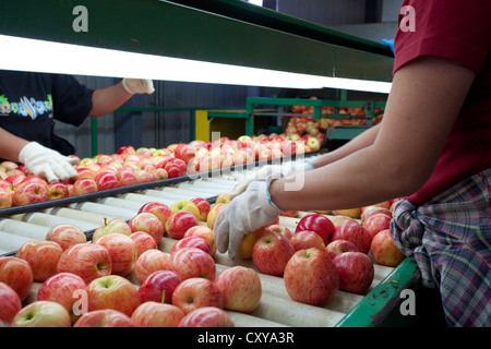 Apple cernita e trasformazione in San Joaquin Valley della California. Foto Stock