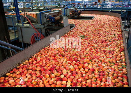 Apple cernita e trasformazione in San Joaquin Valley della California. Foto Stock