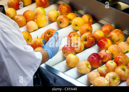 Apple cernita e trasformazione in San Joaquin Valley della California. Foto Stock