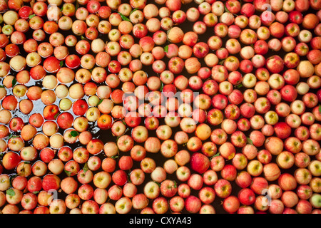 Apple cernita e trasformazione in San Joaquin Valley della California. Foto Stock