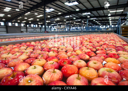 Apple cernita e trasformazione in San Joaquin Valley della California. Foto Stock