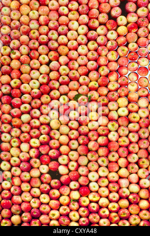 Apple cernita e trasformazione in San Joaquin Valley della California. Foto Stock