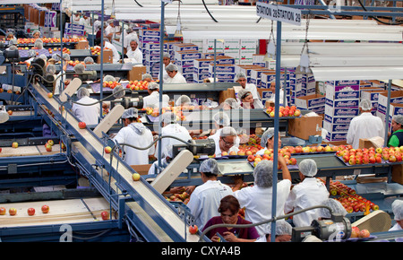 Apple cernita e trasformazione in San Joaquin Valley della California. Foto Stock